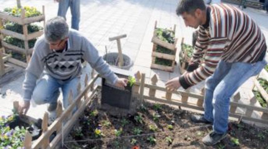 Afyonkarahisar'a kışlık &ccedil;i&ccedil;ek dikilecek