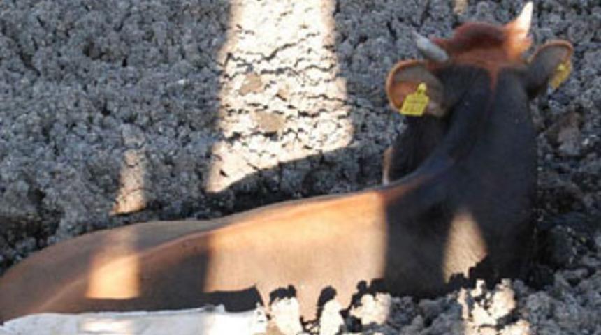 Bal&ccedil;ığa saplanan inek kep&ccedil;eyle kurtarıldı