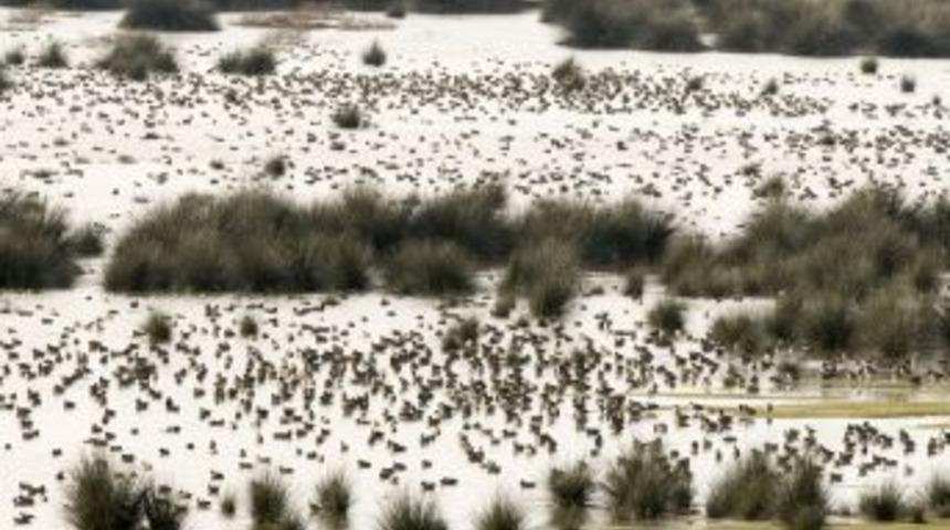 Kızılırmak&rsquo;ta 10 bin 536 kuş sayıldı