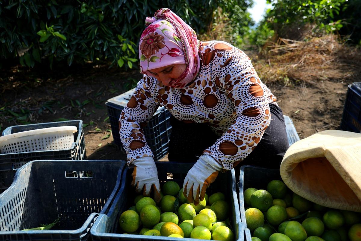 Kışın vazge&ccedil;ilmezi i&ccedil;in hasat başladı! Dalında 8-10 liradan alıcı buluyor 2
