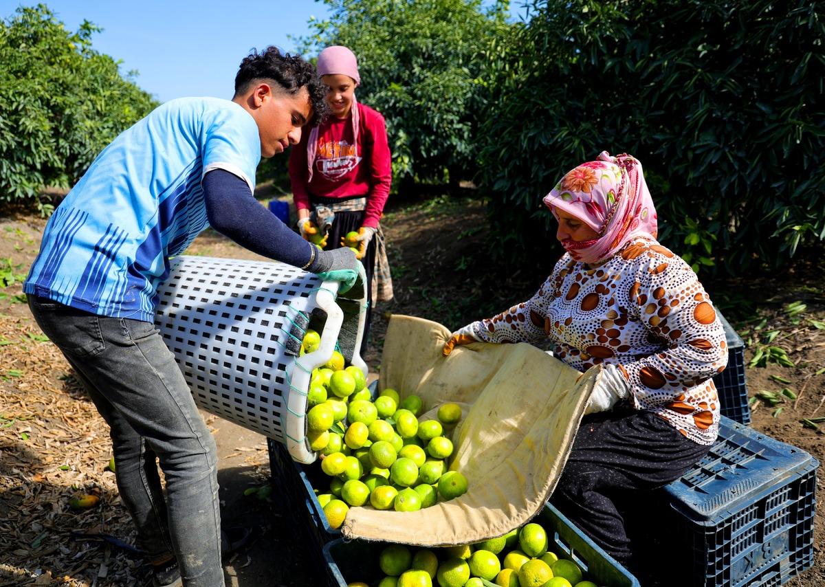 Kışın vazge&ccedil;ilmezi i&ccedil;in hasat başladı! Dalında 8-10 liradan alıcı buluyor 1
