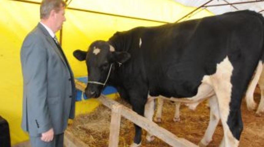 &Ccedil;orlu&rsquo;da kurbanlık canlı hayvan pazarı kuruldu