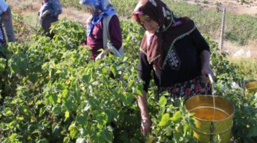 Yerli &uuml;retici vatandaşa altın &ccedil;ileği ucuza yedirecek