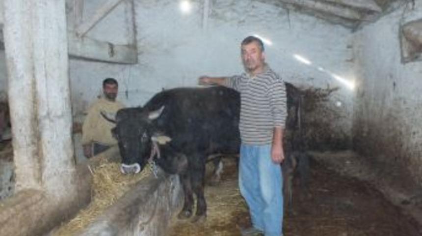 İznik'te kurbanlık dana satışları başladı