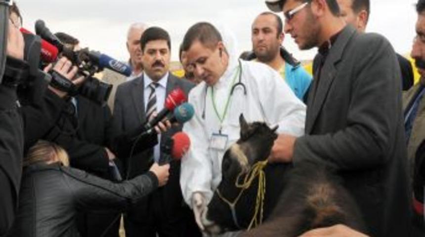 Mamak'ta kurbanlıklara gebelik taraması