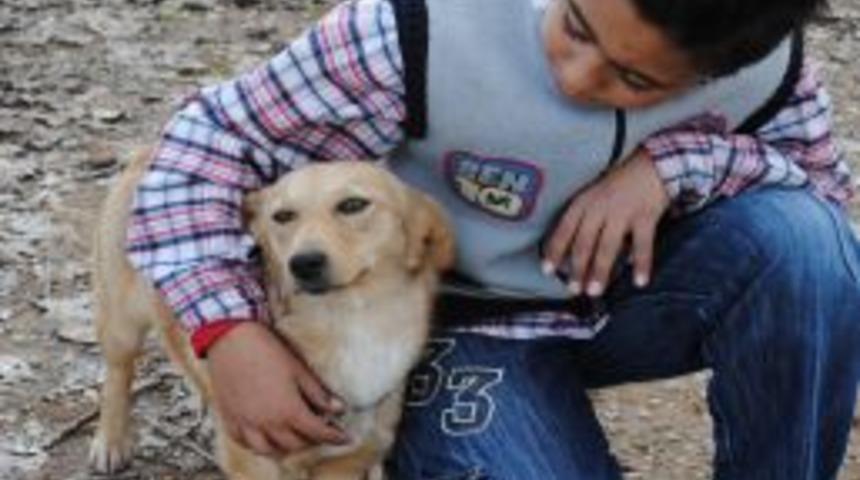 Manavgat'ta sokak k&ouml;pekleri ge&ccedil;ici hayvan barınağında kısırlaştırılacak