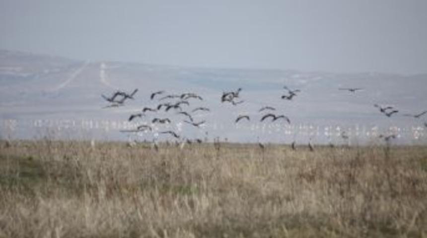 Seyfe G&ouml;l&uuml; kuşların uğrak yeri oldu