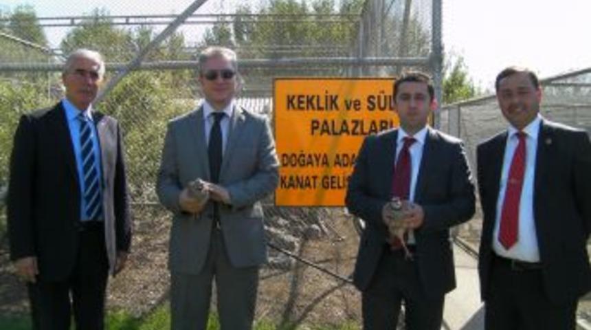 Kenenin d&uuml;şmanı keklik yetiştiriciliği belediyelerin umudu oldu