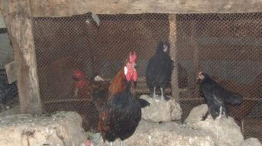 Tavukları kıskanan horoz, sahibini bile kovalıyor