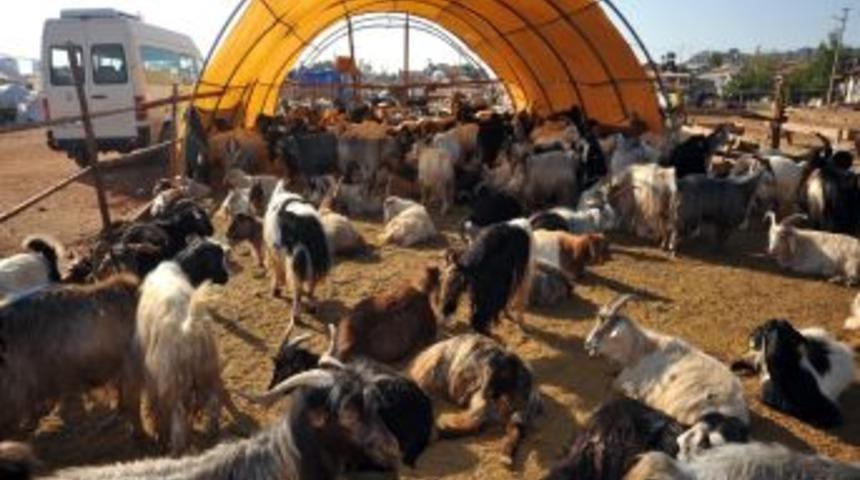 Kepez'de 4 ayrı noktada kurban kesimi yapılacak