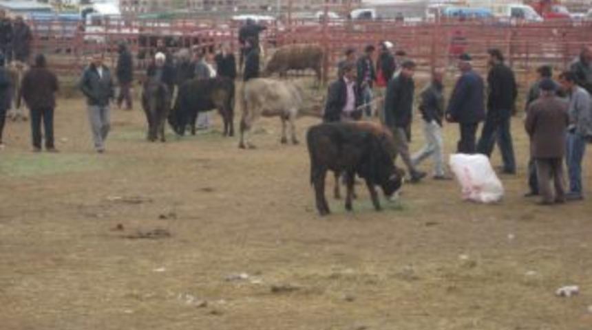 Erzurum'da kurbanlıklar pazara inmeye başladı