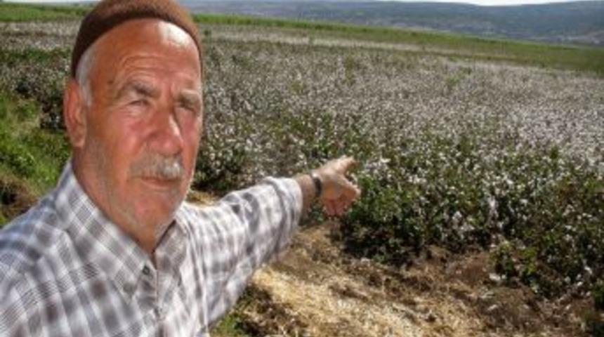 Araban'da &uuml;reticiler pamuk toplayacak iş&ccedil;i bulamıyor