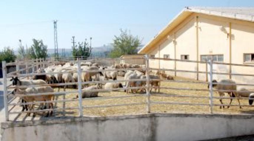 İthal hayvanlar ihmal kurbanı oluyor