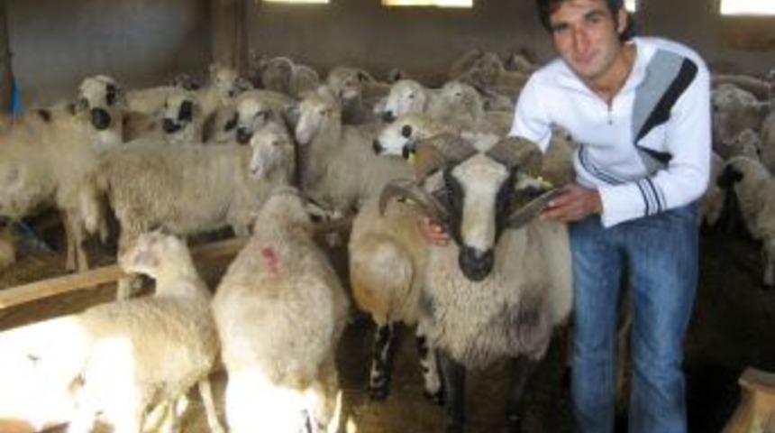Erzurum'da koyun ithalinin &ouml;n&uuml;ne damızlık merkezi ile ge&ccedil;ilecek