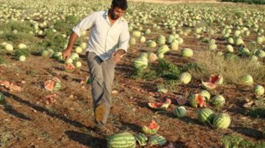 Hasat d&ouml;nemi geciken karpuz, tarlada kaldı