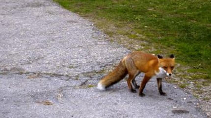 Kurnaz tilki okula girdi