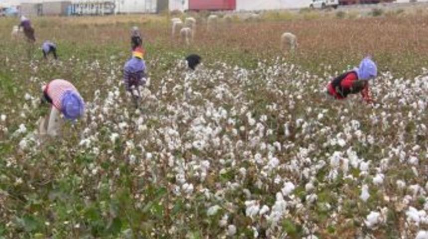 Sınırın sıfır noktasında pamuk hasadı başladı