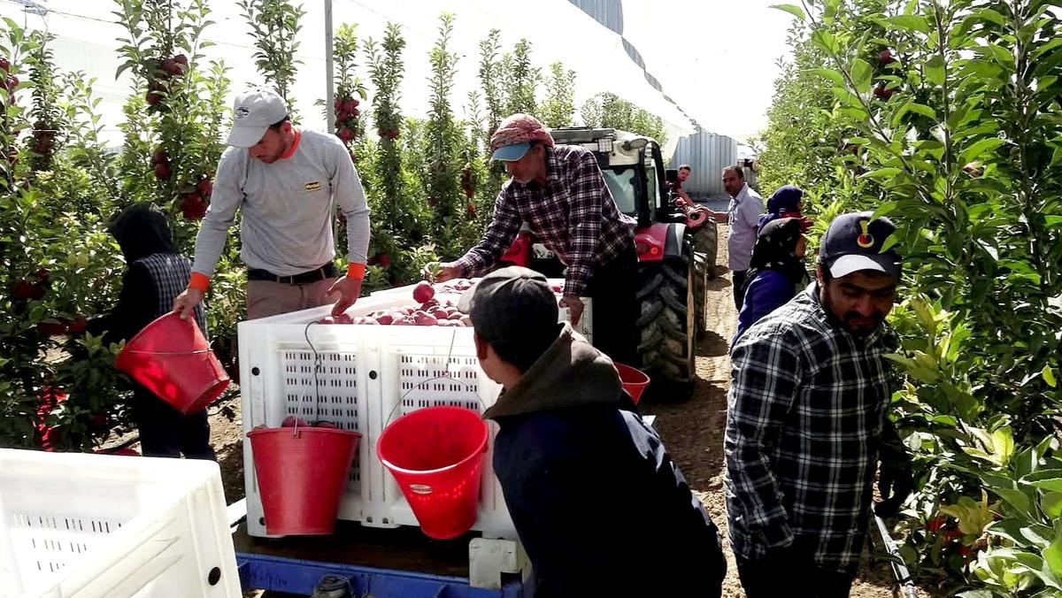 Hobi olarak başladı, şimdi 4 ülkeye gönderiyor! 25 bin ağaca ulaştı 3