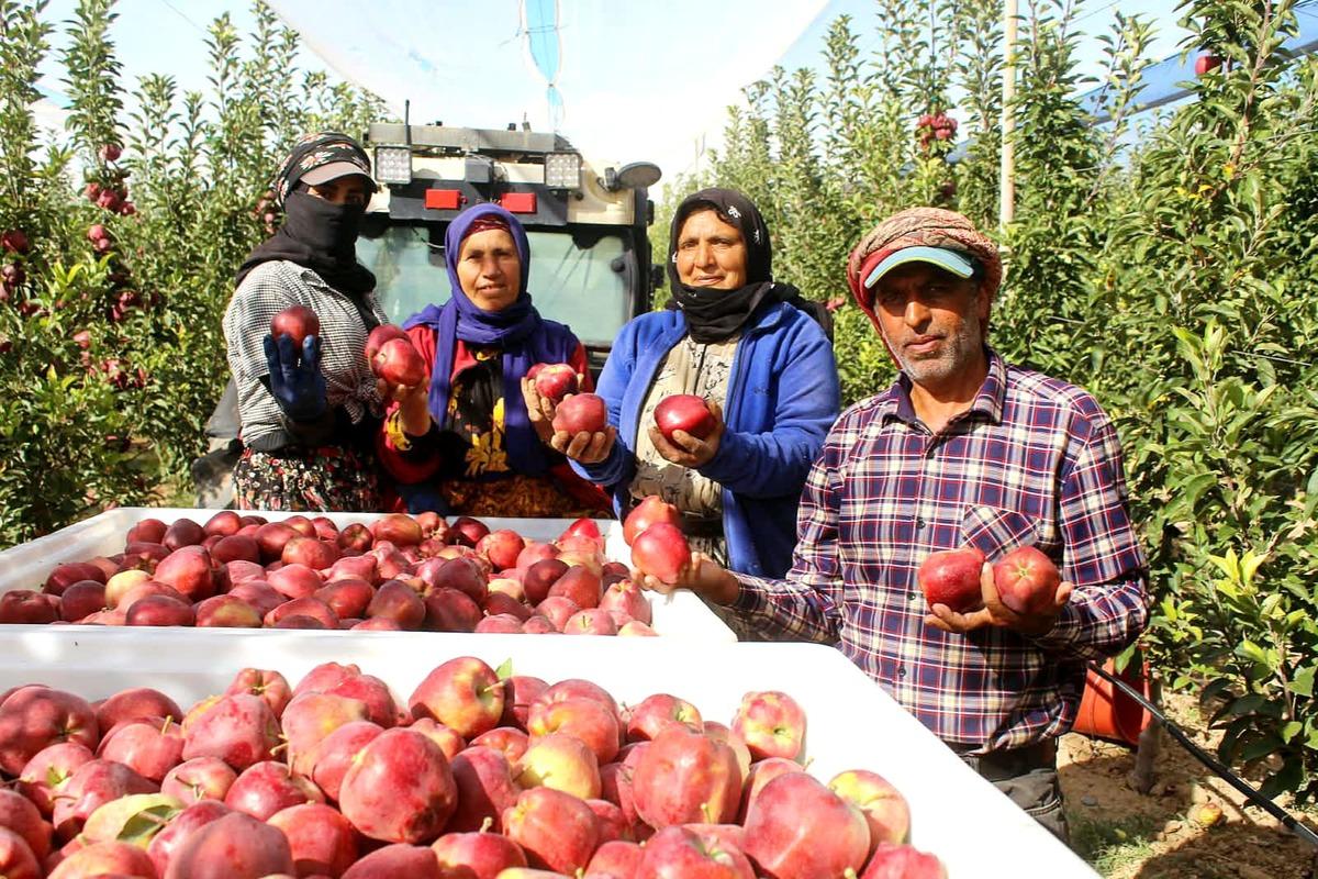 Hobi olarak başladı, şimdi 4 ülkeye gönderiyor! 25 bin ağaca ulaştı 2