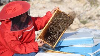 22 yaşında kendi işinin patronu oldu! Genç kadın şimdi bin kovanla Türkiye'yi geziyor