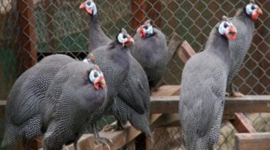 Be&ccedil; tavuğu kene savar olarak kullanılacak