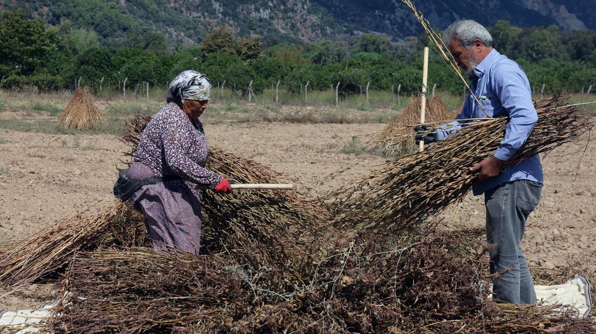 Susuz yetişiyor, Japonya dan talep yağıyor! Altın sarısı ürünün hasadı başladı 1