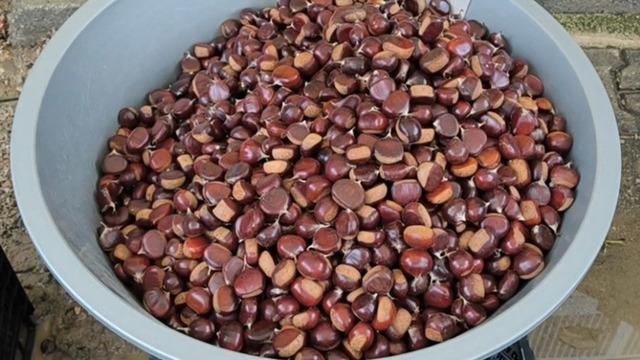 Tezgahlara çıkar çıkmaz kilosu 800 lirayı gördü! Türkiye'nin her yerinden talep var