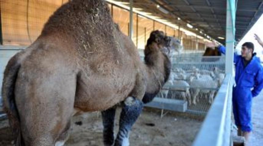 Arap el&ccedil;ilikleri istedi, Aydın'dan Ankara'ya kurbanlık deve getirdi