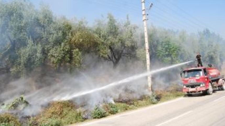 Zeytinlikte &ccedil;ıkan yangın korkuttu