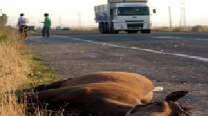 Kontrol noktasında bomba yüklü katır paniği