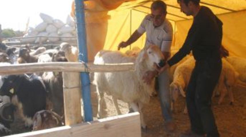 Kurbanlıklar pazara &ccedil;ıktı