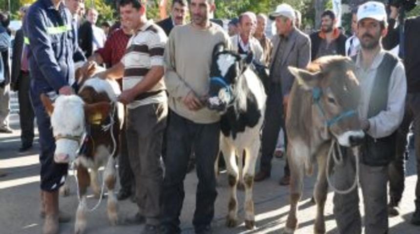 Buzağılar g&uuml;zellikte yarıştı, sahipleri &ouml;d&uuml;lleri kaptı