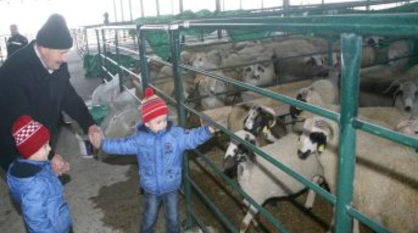 Eskişehir'deki hayvan pazarlarında kurbanlık satışları başladı