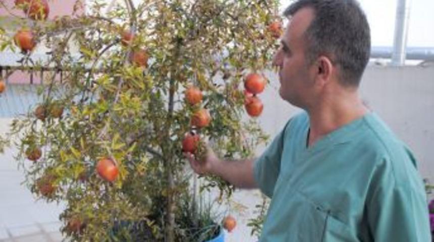 Diş hekimi saksıda nar yetiştirdi