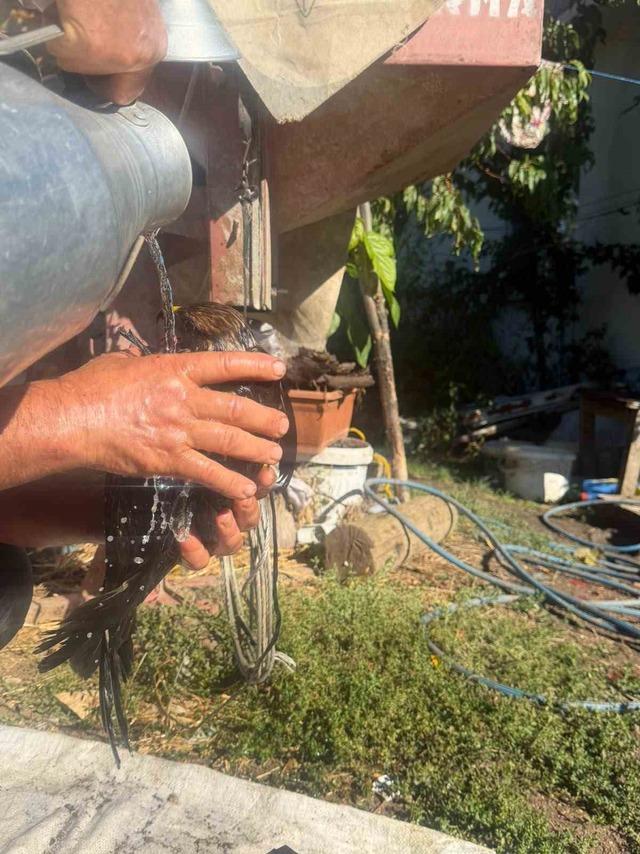 Bolu&rsquo;da sıcak asfalta yapışan şahin, muhtarın m&uuml;dahalesiyle kurtarıldı 1