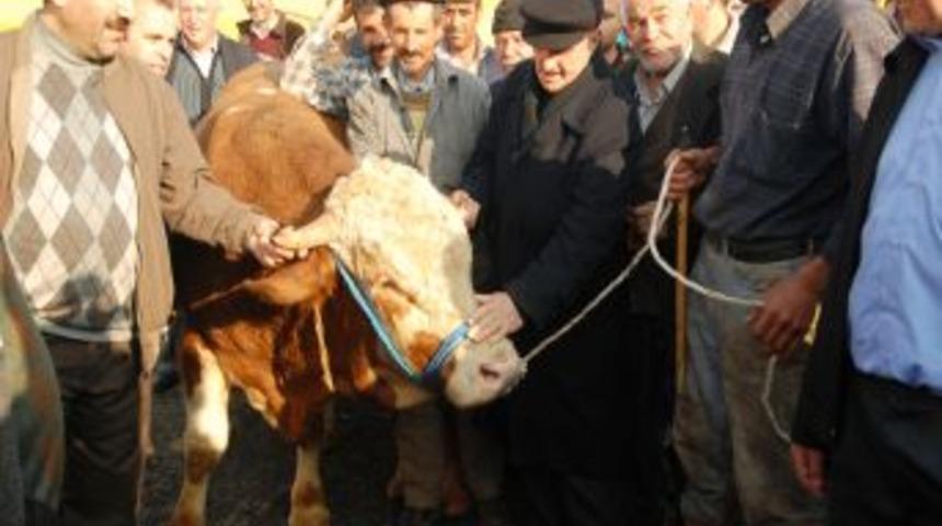 Bağcılar&rsquo;a kurbanlıklar gelmeye başladı