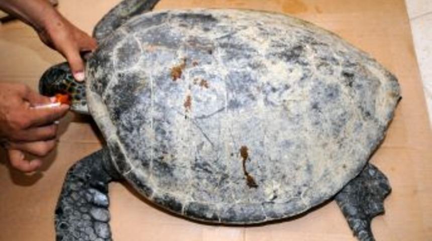 Kara kaplumbağaları boğularak, deniz kaplumbağaları &ccedil;arpma ile &ouml;l&uuml;yor