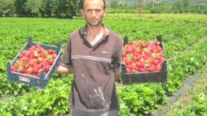 Erbaa &ccedil;ift&ccedil;isinin g&ouml;zdesi &ccedil;ilek