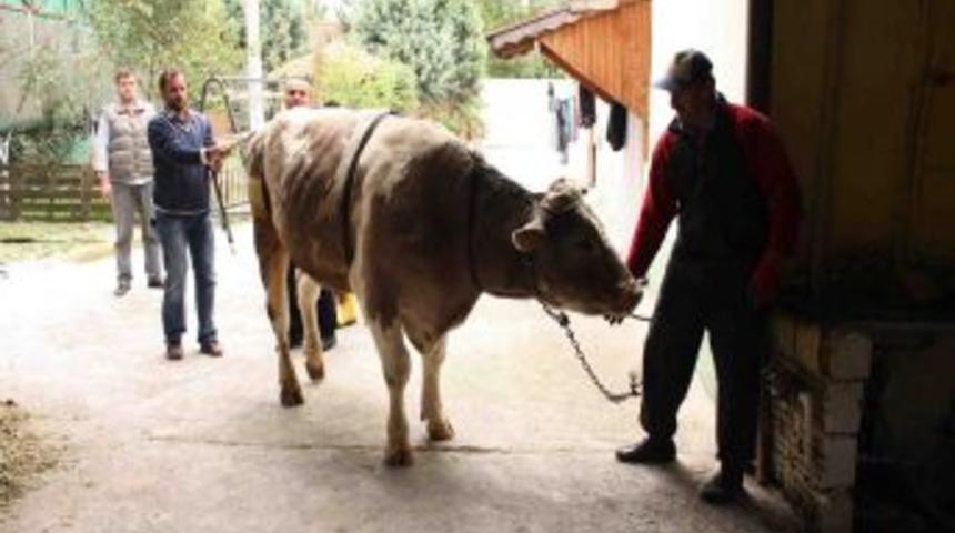 Kurbanlık nasıl yere yatırılır?