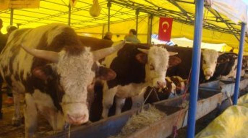Bayrama bir hafta kala kurban pazarları hareketlendi