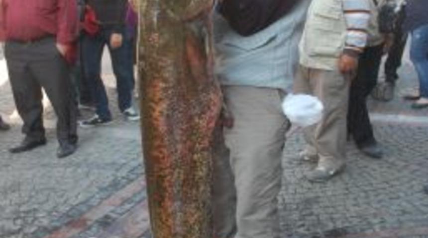 Baraj g&ouml;l&uuml;nde 40 kilogramlık yayın balığı yakaladı