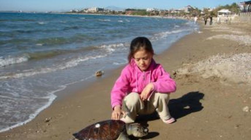 TARK, 25 deniz kaplumbağası yavrusunu evlat edindi