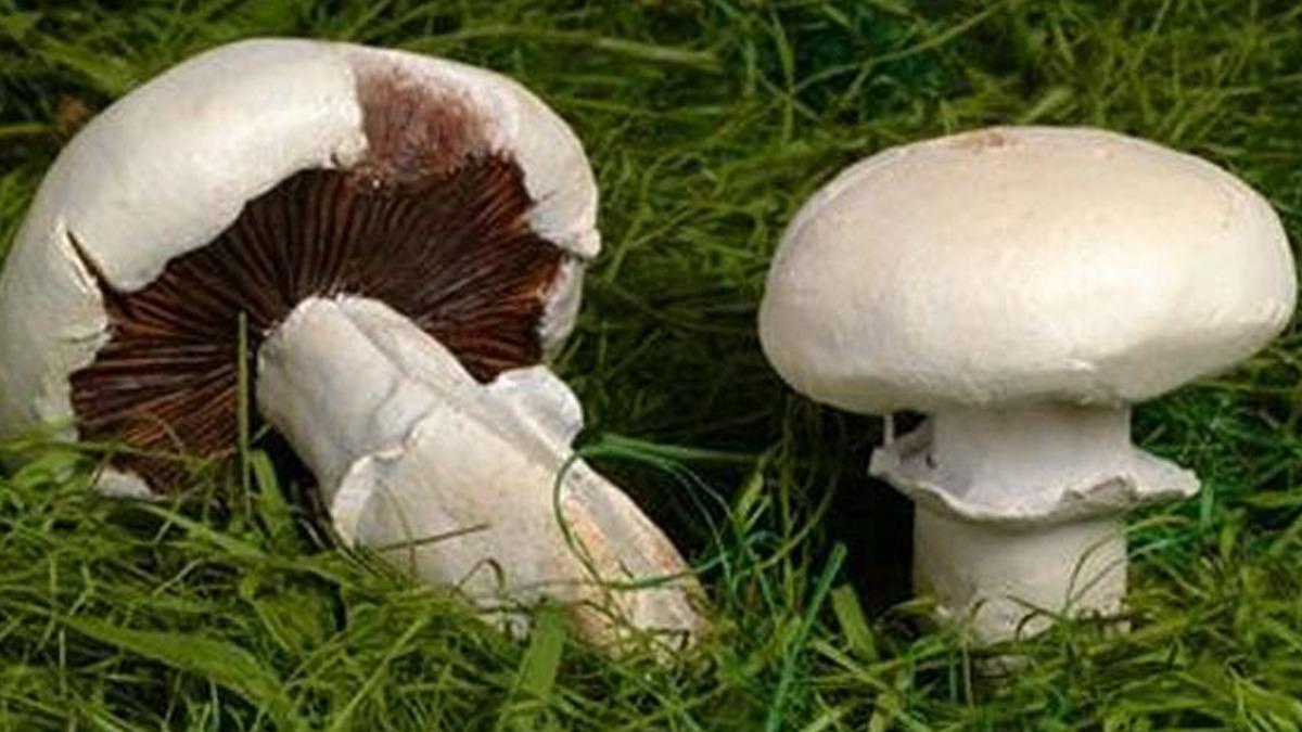 Kastamonu&rsquo;da mantar yiyen 30 kişi zehirlenme ş&uuml;phesiyle hastaneye m&uuml;racaat etti 1