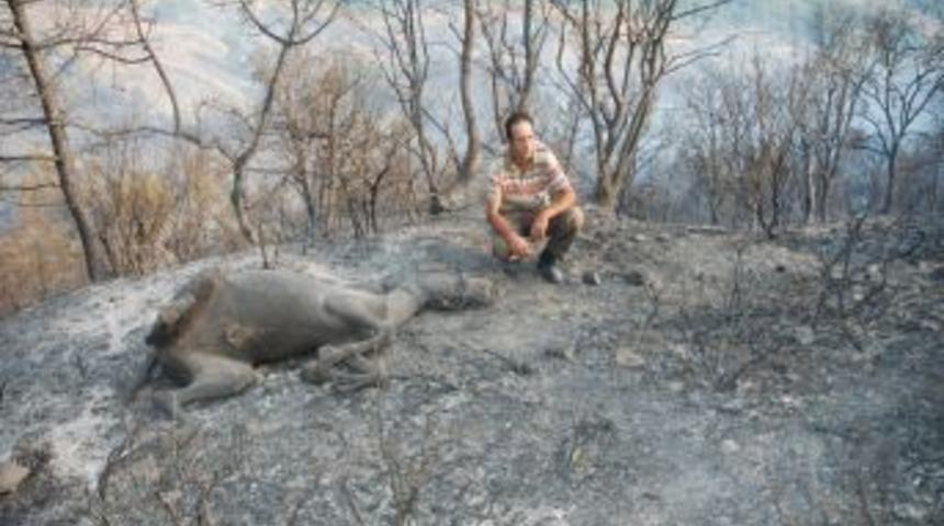 Atı yanan köylü: Orman yangını tek sermayemi elimden aldı