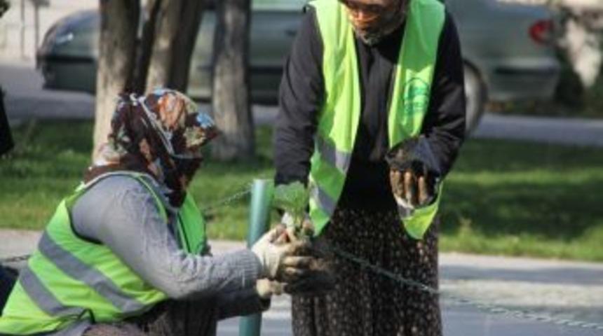 &Ccedil;ubuk'ta parklar kışlık &ccedil;i&ccedil;eklerle s&uuml;sleniyor