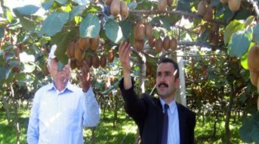 Ordu'da kivi &uuml;retimi artıyor