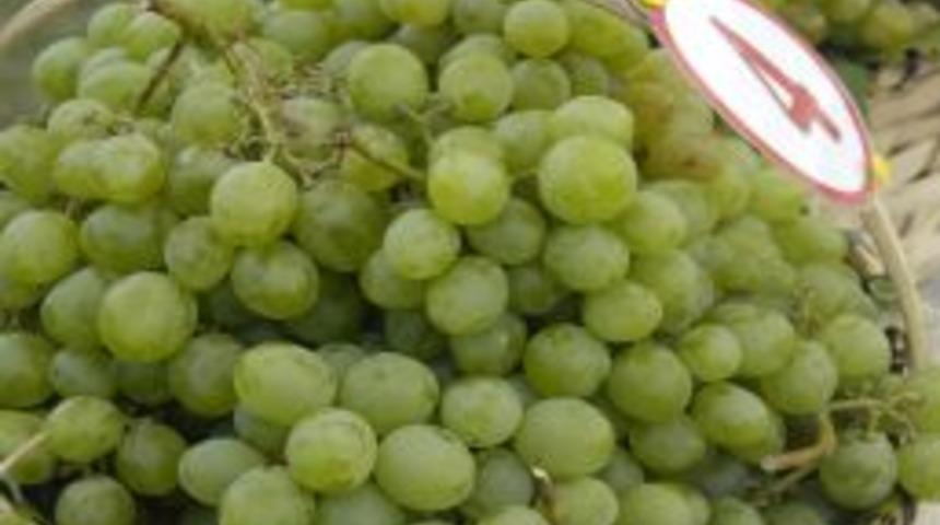 Ev, lokum ve safrandan sonra Safranbolu sirkesi de marka olma yolunda