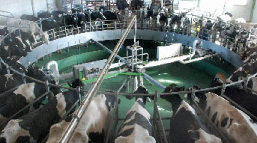 Mozart dinleyen inek, fazla s&uuml;t veriyor