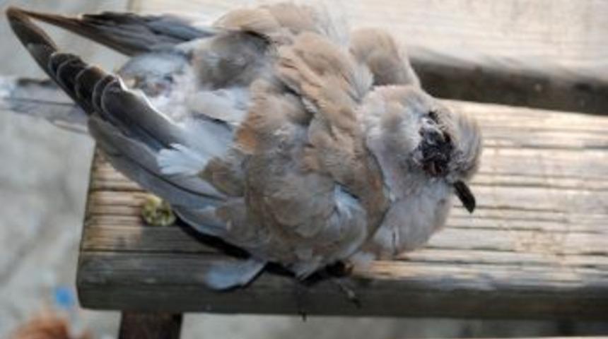 Kedi saldırısına uğrayan yaralı kumruya sahip &ccedil;ıktı