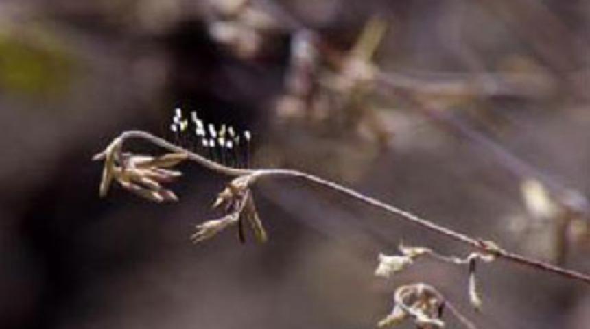Udumbara &ccedil;i&ccedil;eği Elazığ'da g&ouml;r&uuml;nt&uuml;lendi